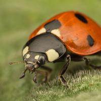 Seven Spot Ladybird 9 